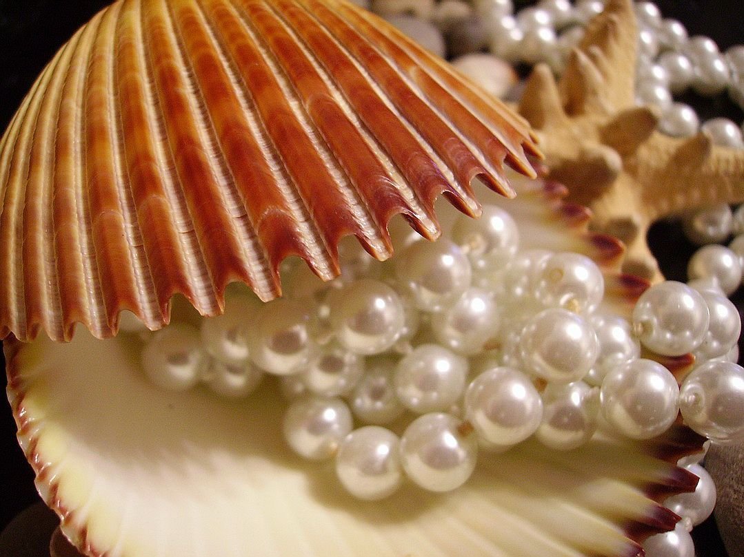 Моллюск Королевский гребешок