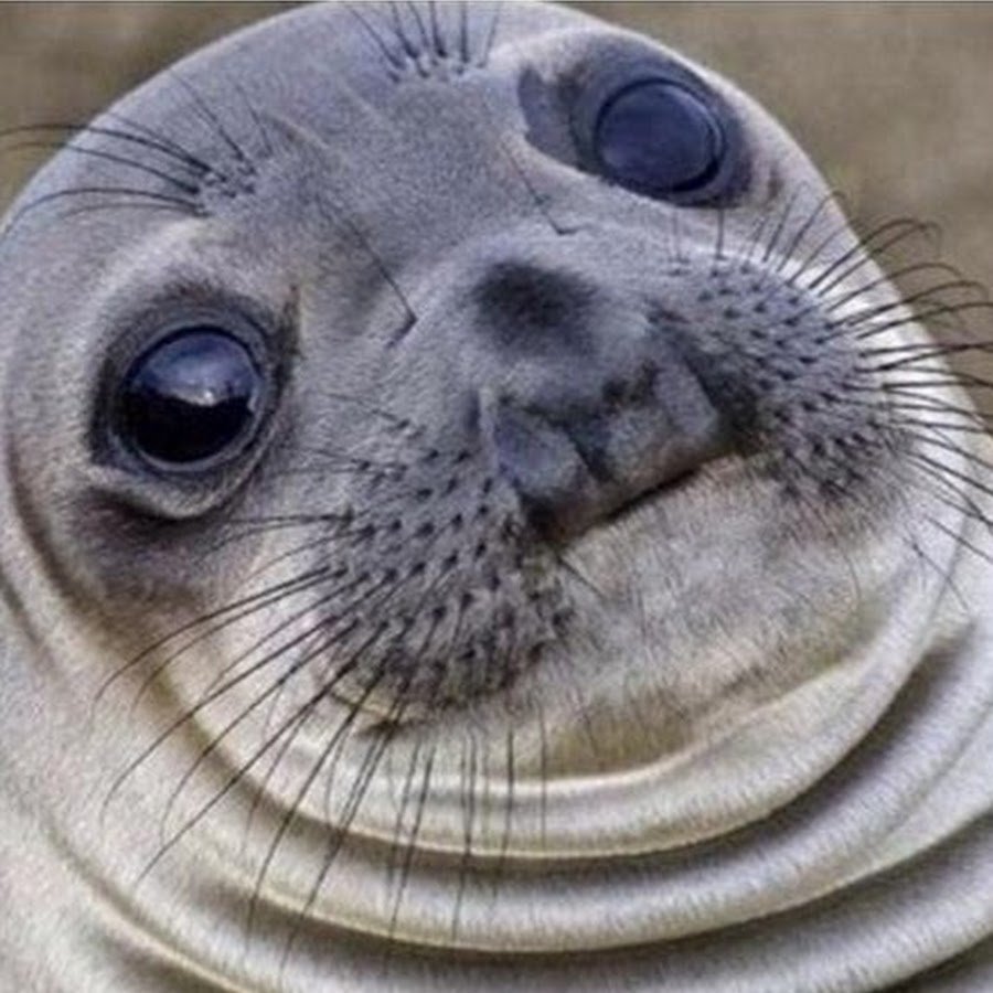 Тюлень улыбается