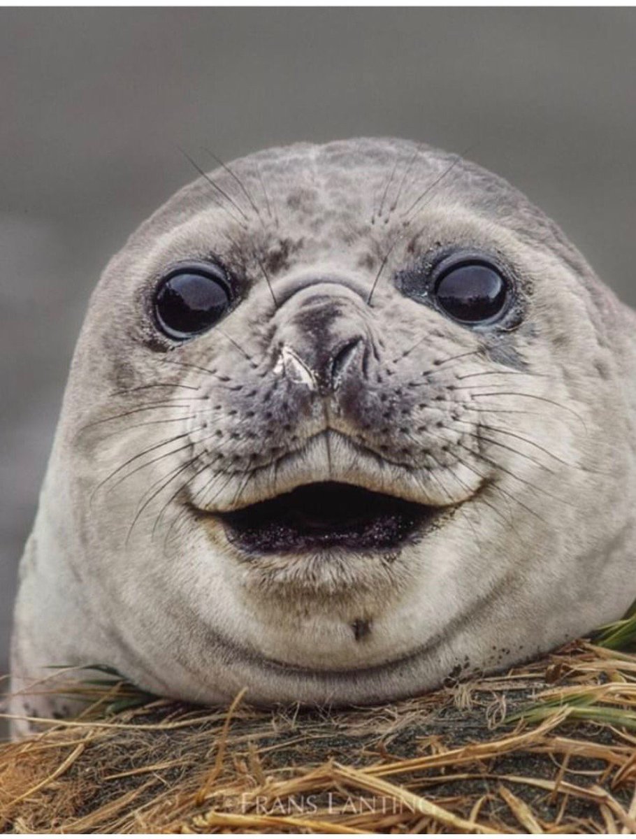 Смешной тюлень