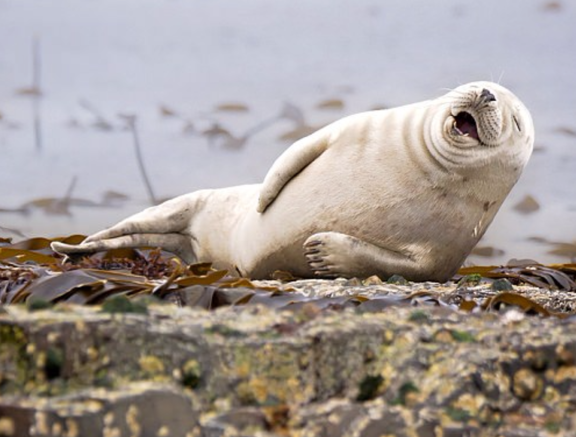 Тюлень на боку