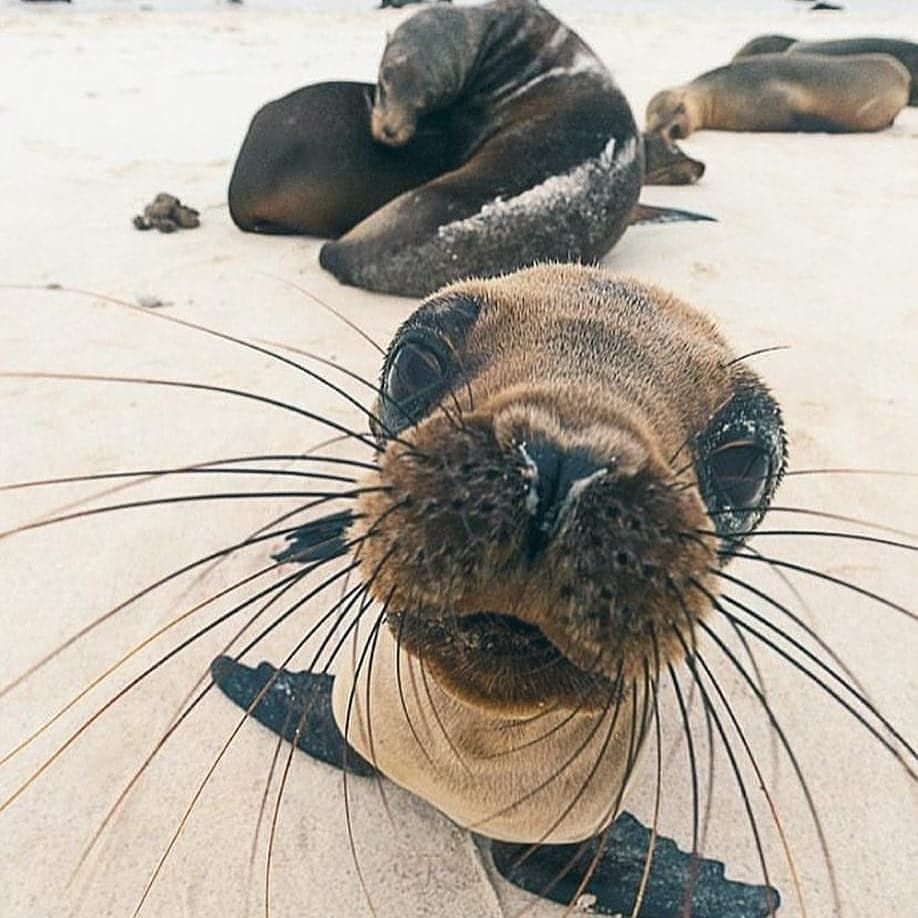 Прикольные морские котики