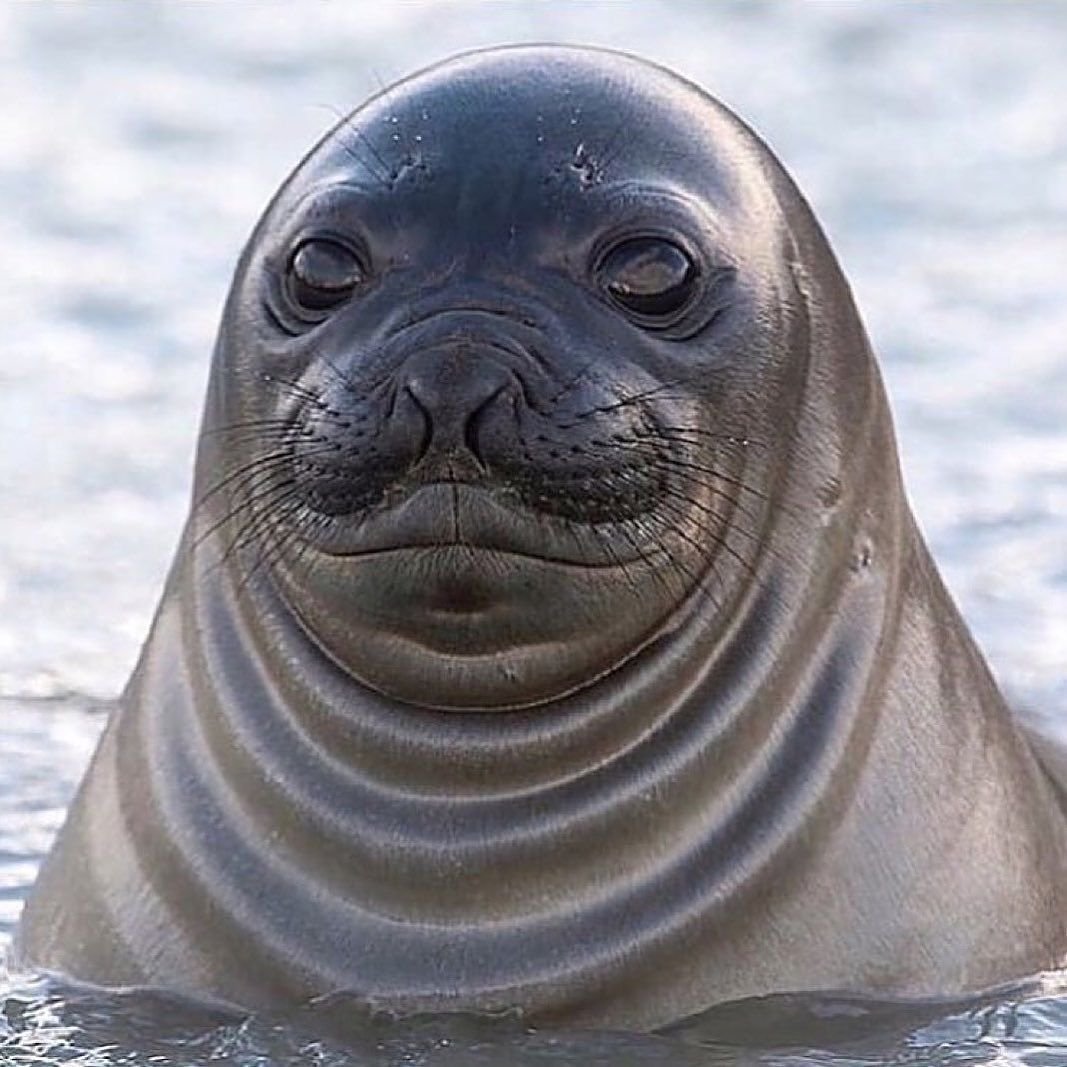 Северный морской слон
