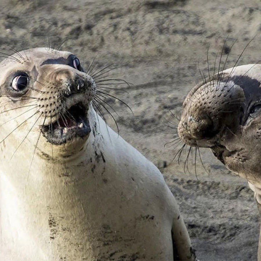 Смешная Нерпа