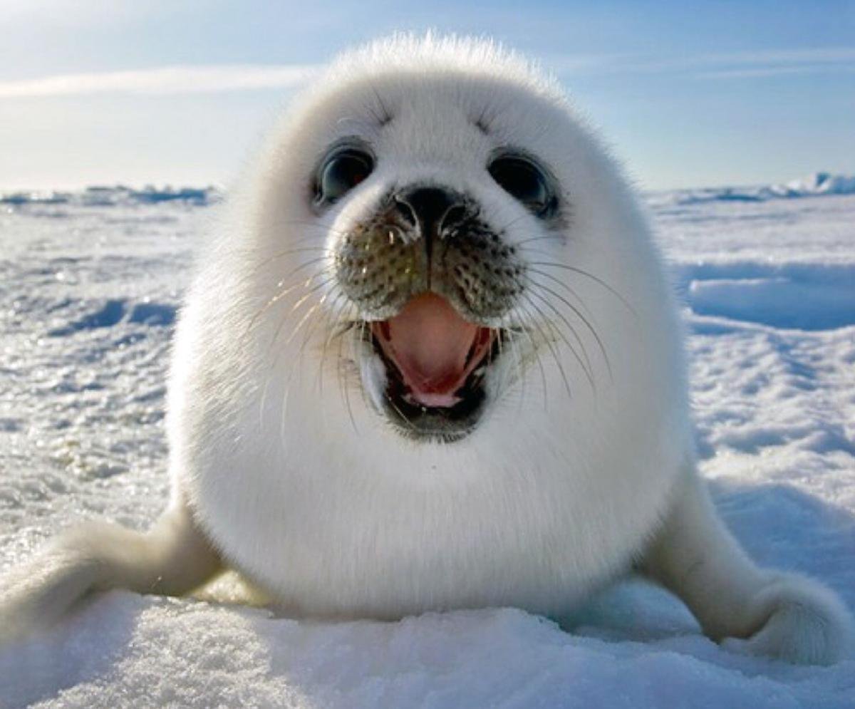 Белек гренландского тюленя