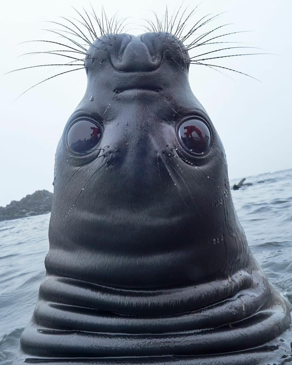 Морской котик скоро лет