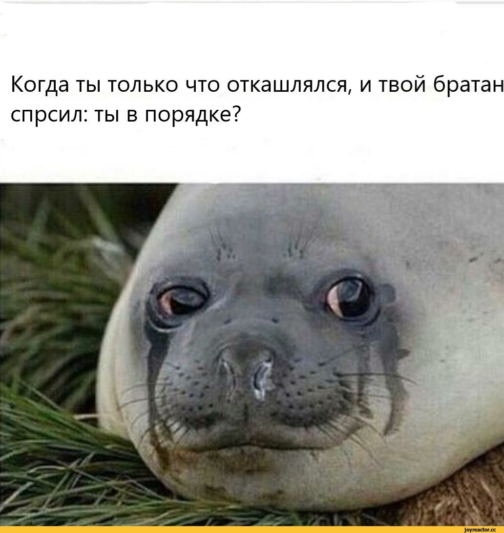 Плачущая Нерпа