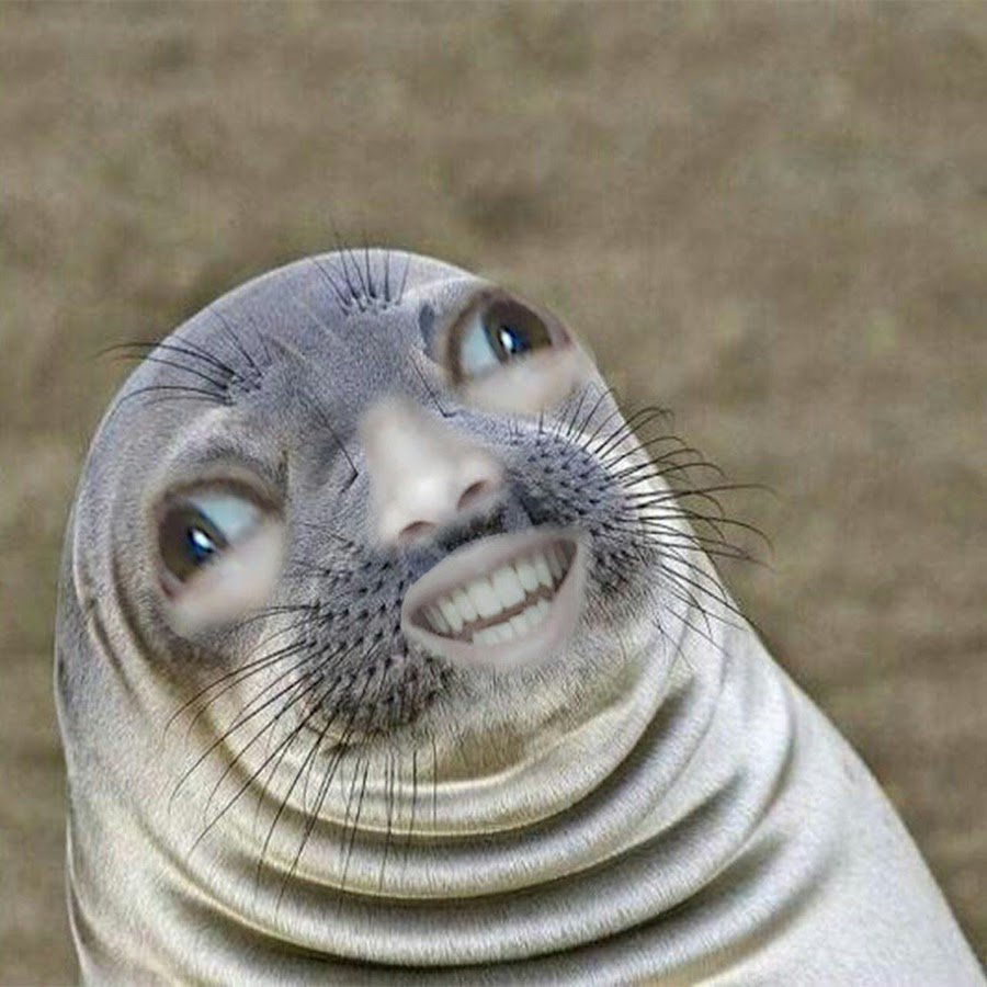 Смешной тюлень