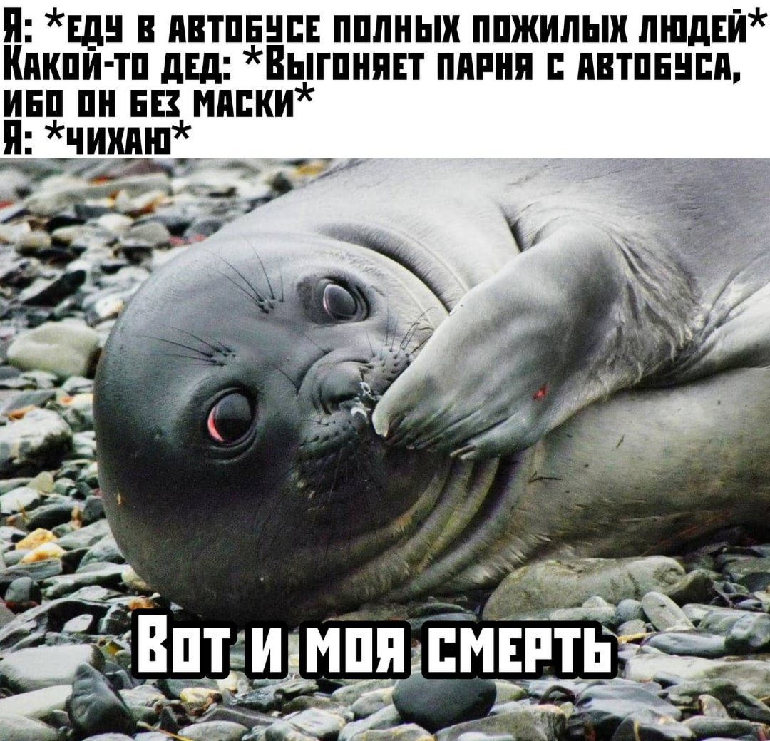 Морской котик смешной