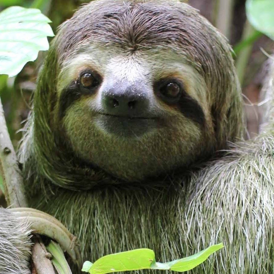 Двупалый Ленивец