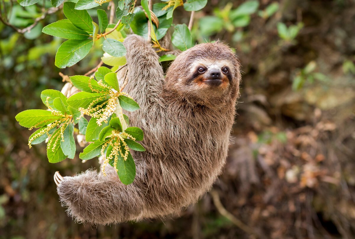 Ленивец и водоросли