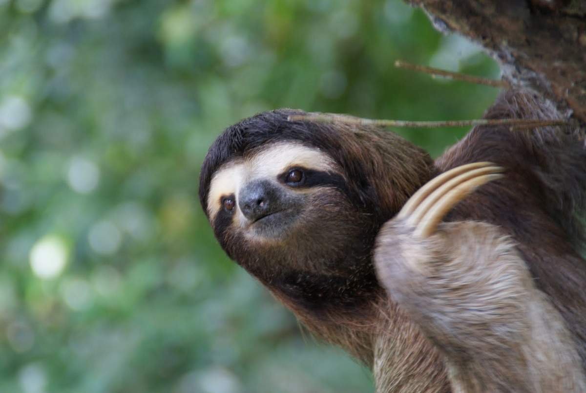 Карликовый трехпалый Ленивец