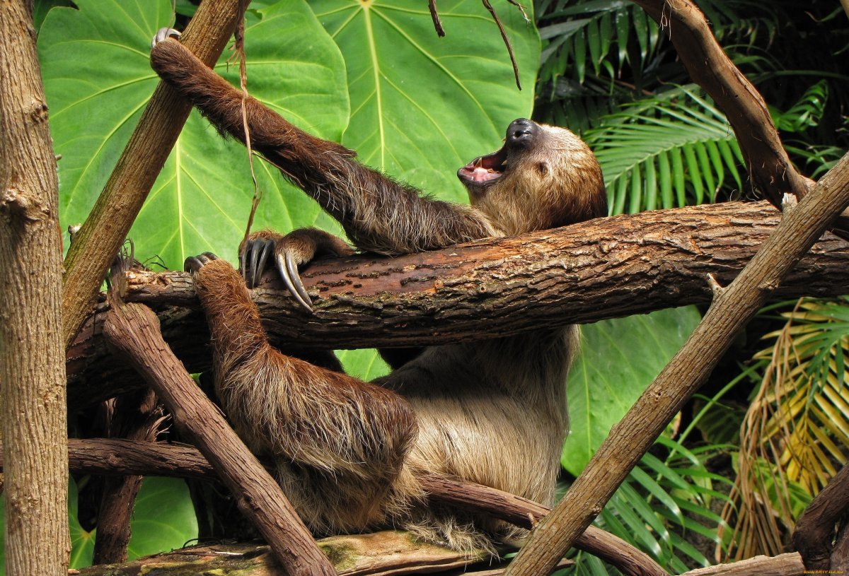 Семейство ленивцев