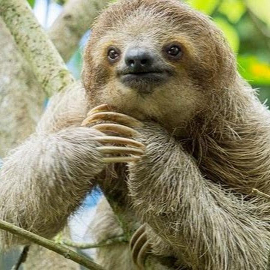 Ошейниковый Ленивец