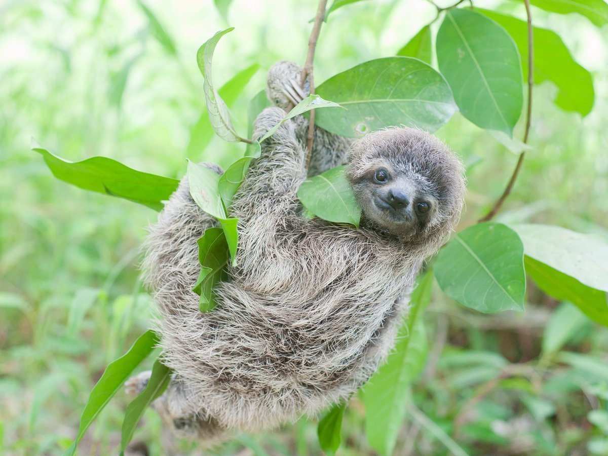 Ленивец в Австралии