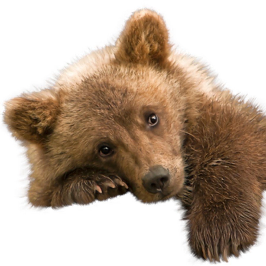 Медведь Гризли