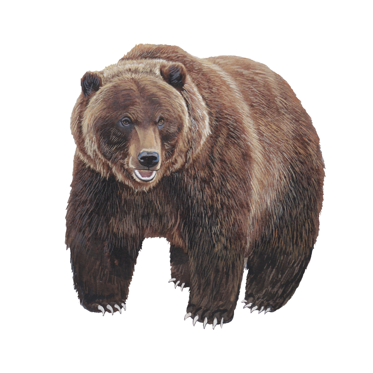 Бурый медведь на белом фоне