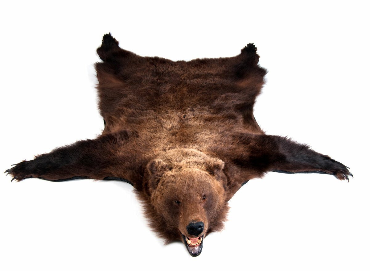 Бурый медведь на белом фоне