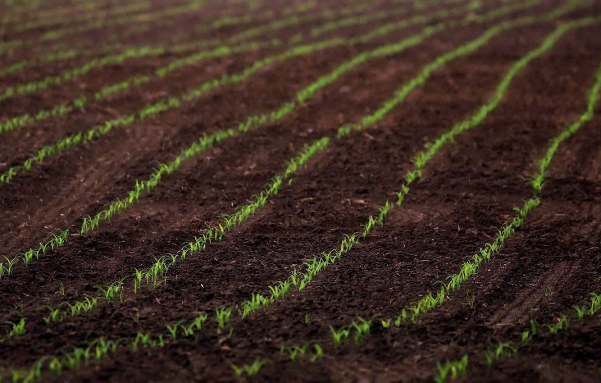 Плодородная земля фон