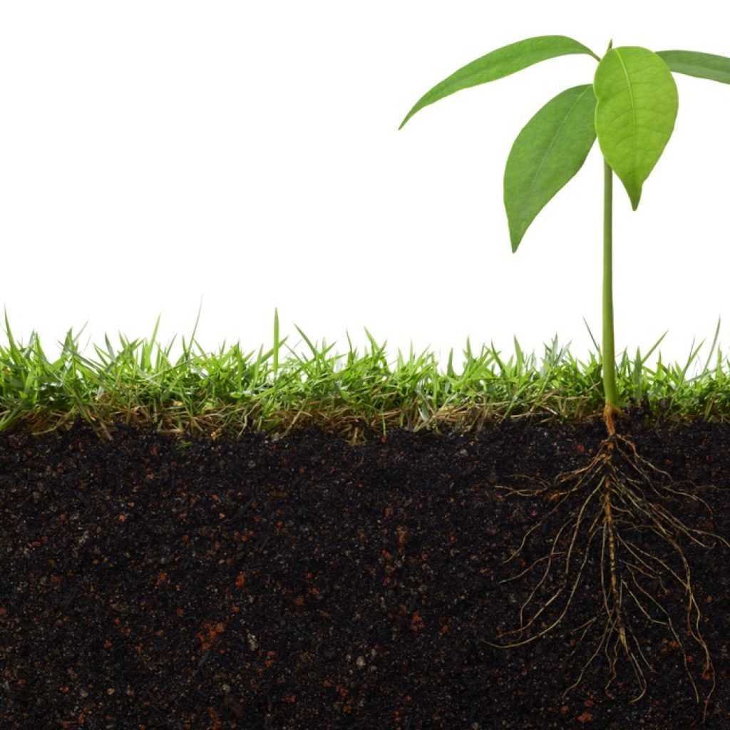 Плодородная почва