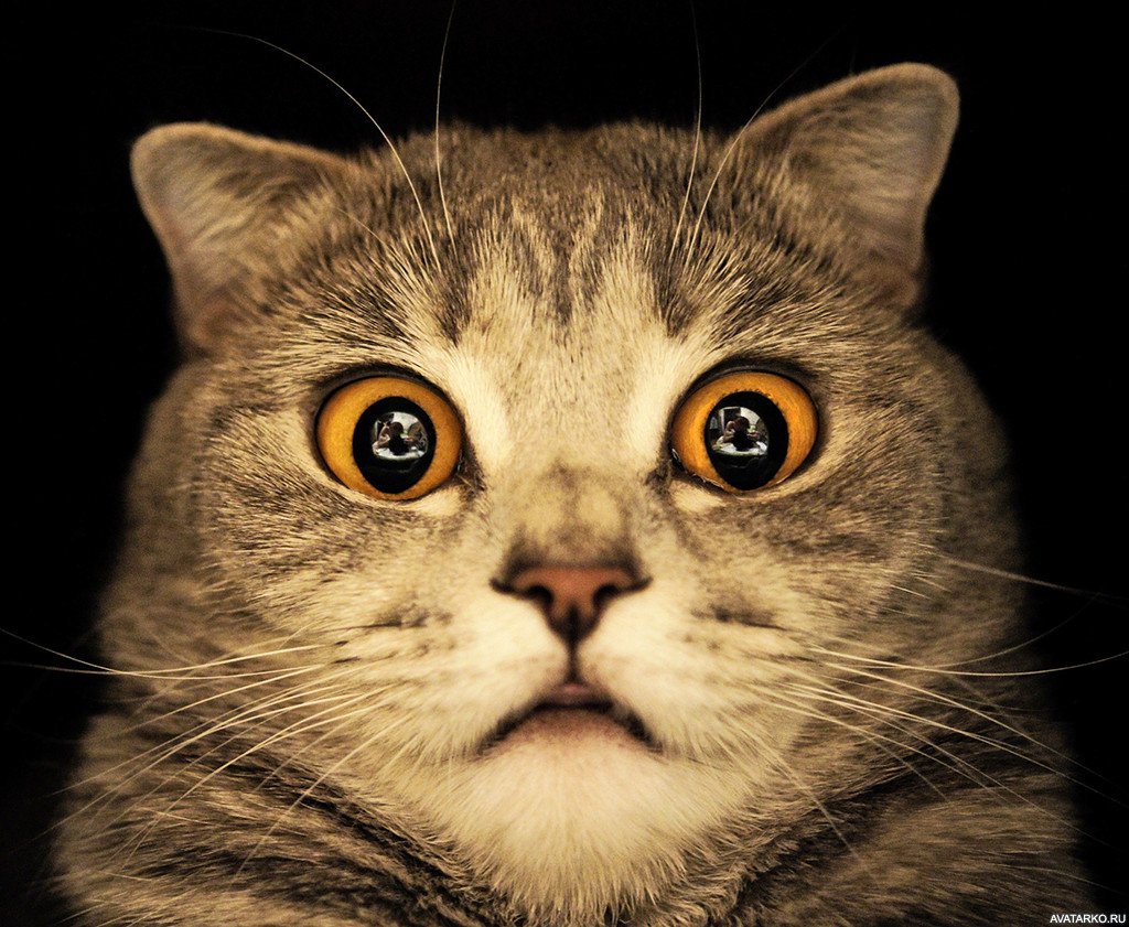 Котэ в шоке