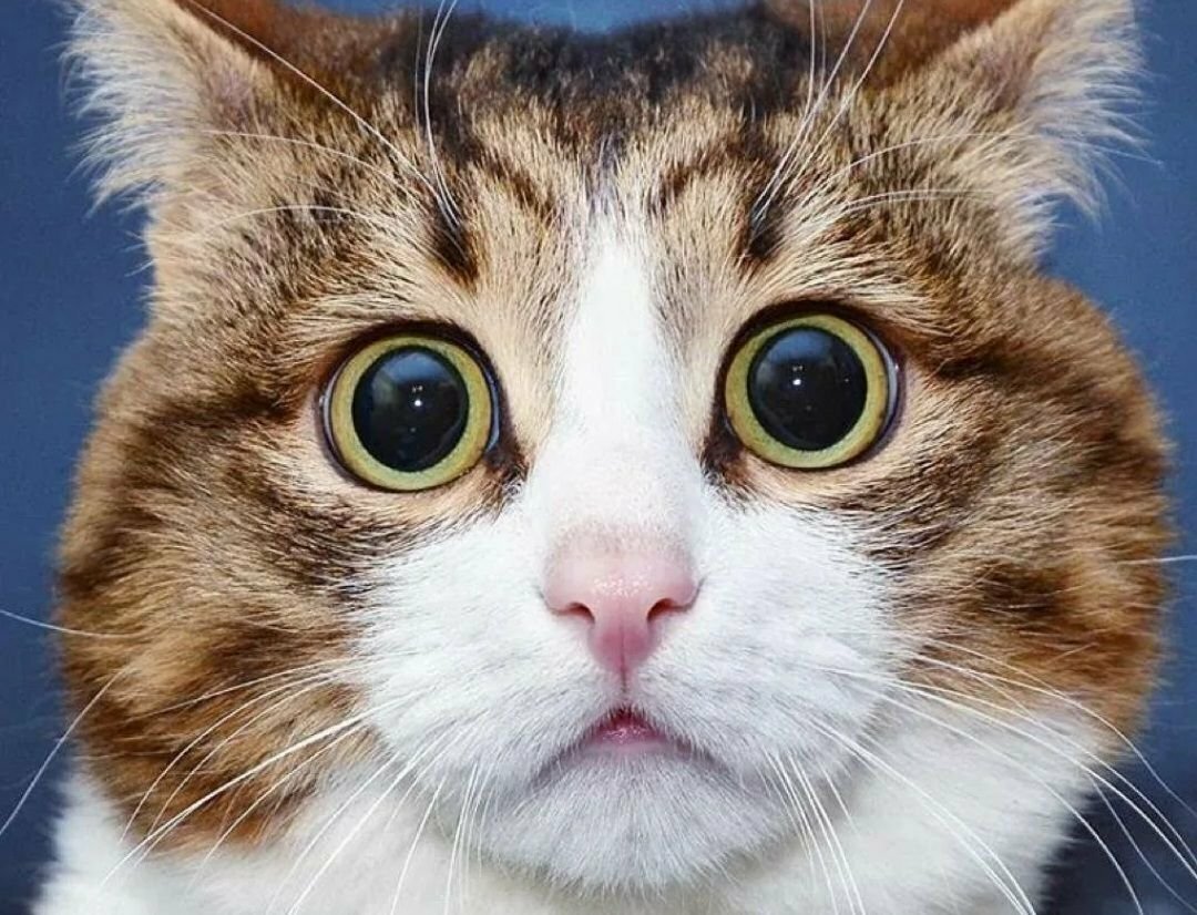Кот с вып учеными глазами