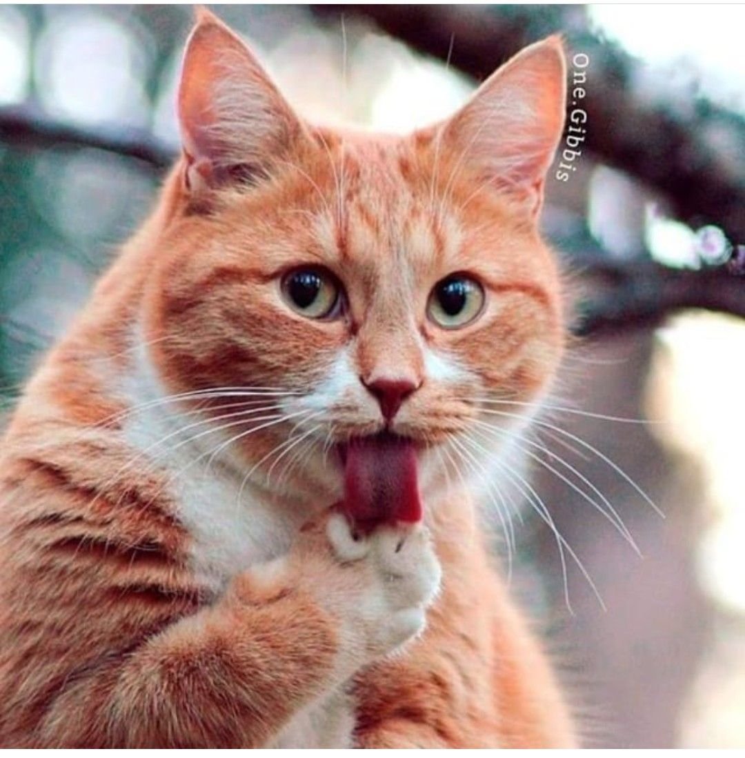 Наглый рыжий кот