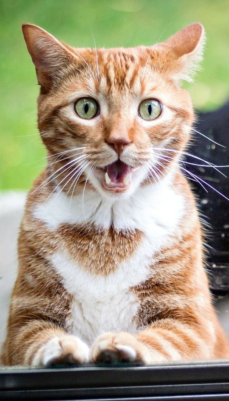 Удивленный кот