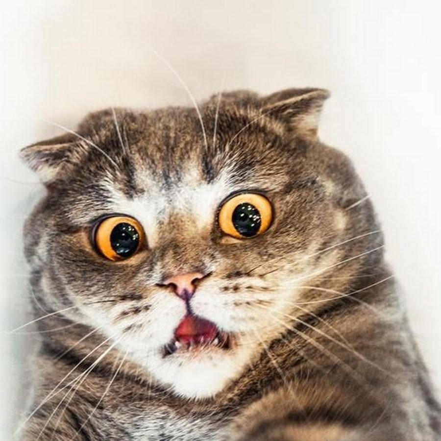 Почему кошка испугать нельзя