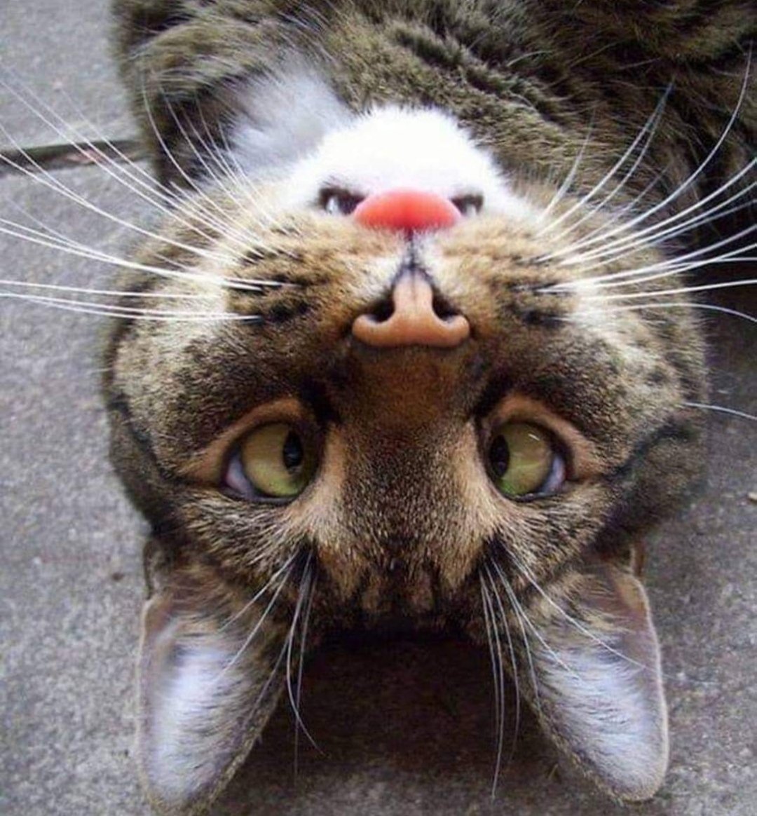 Смешная морда кота