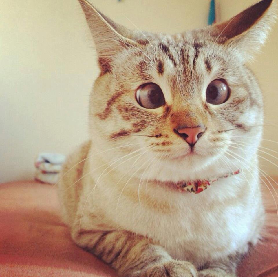 Смешное лицо кота