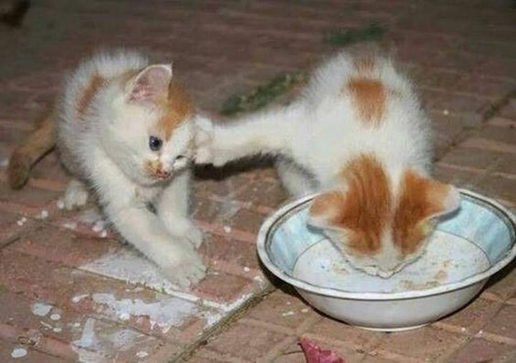 Кошачьи приколы