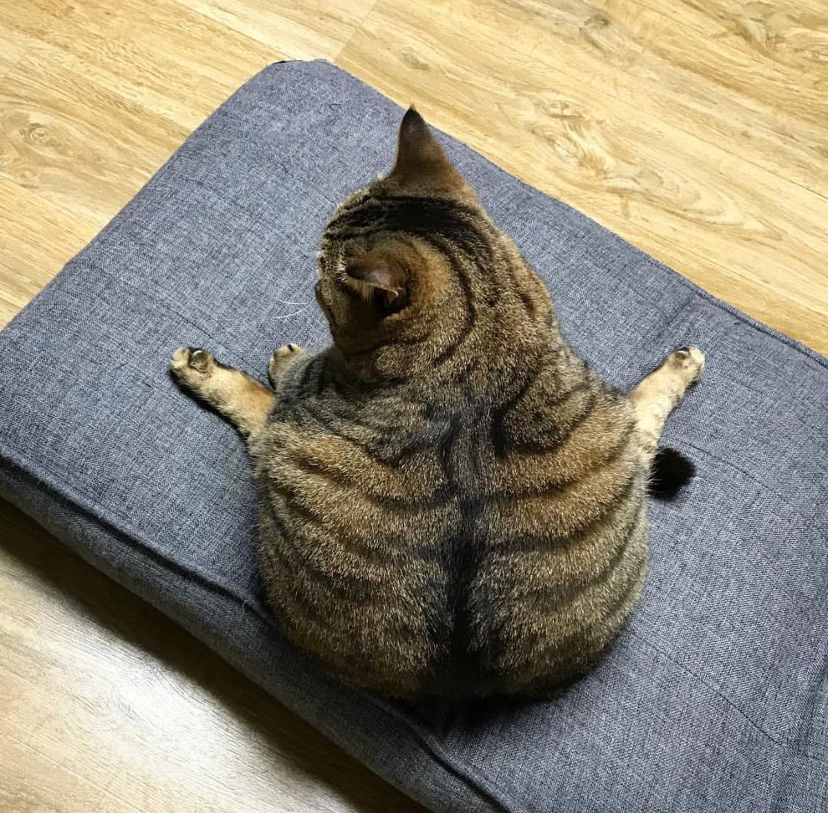 Кот растекся