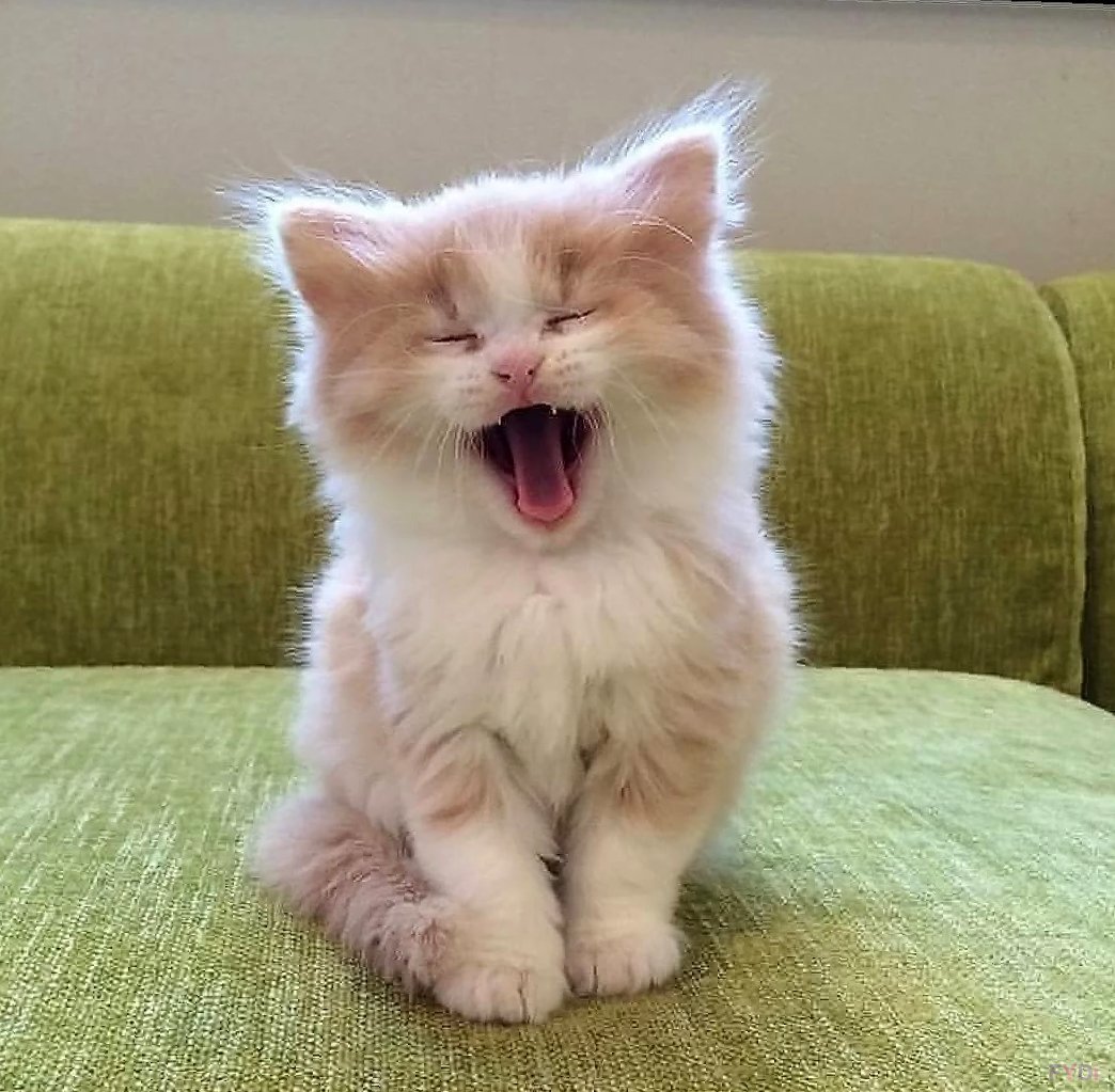 Котики для поднятия настроения