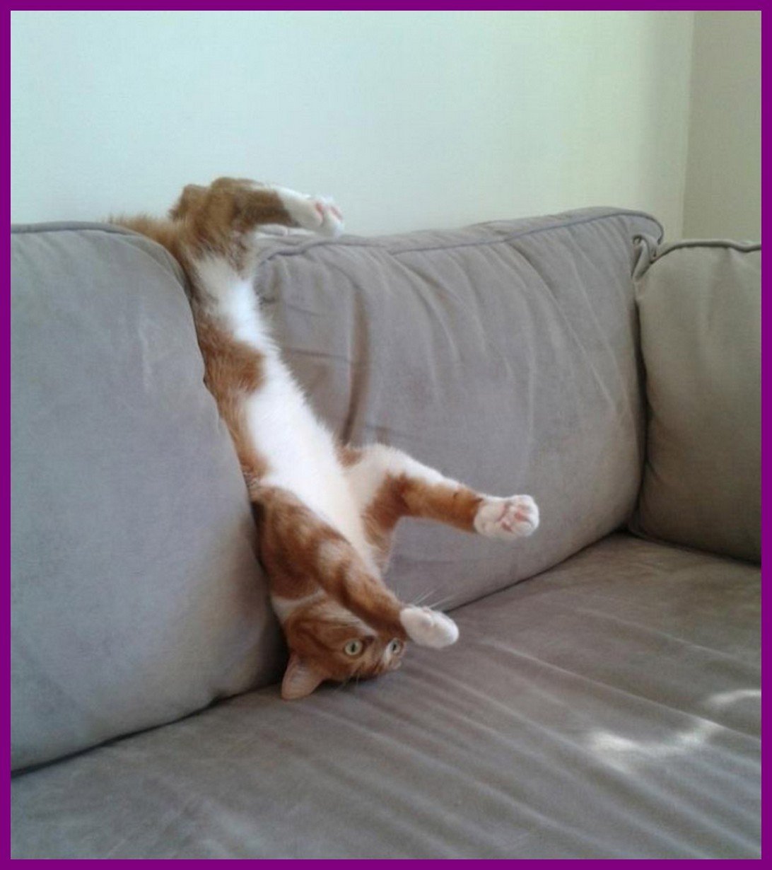 Смешные котики в ванной