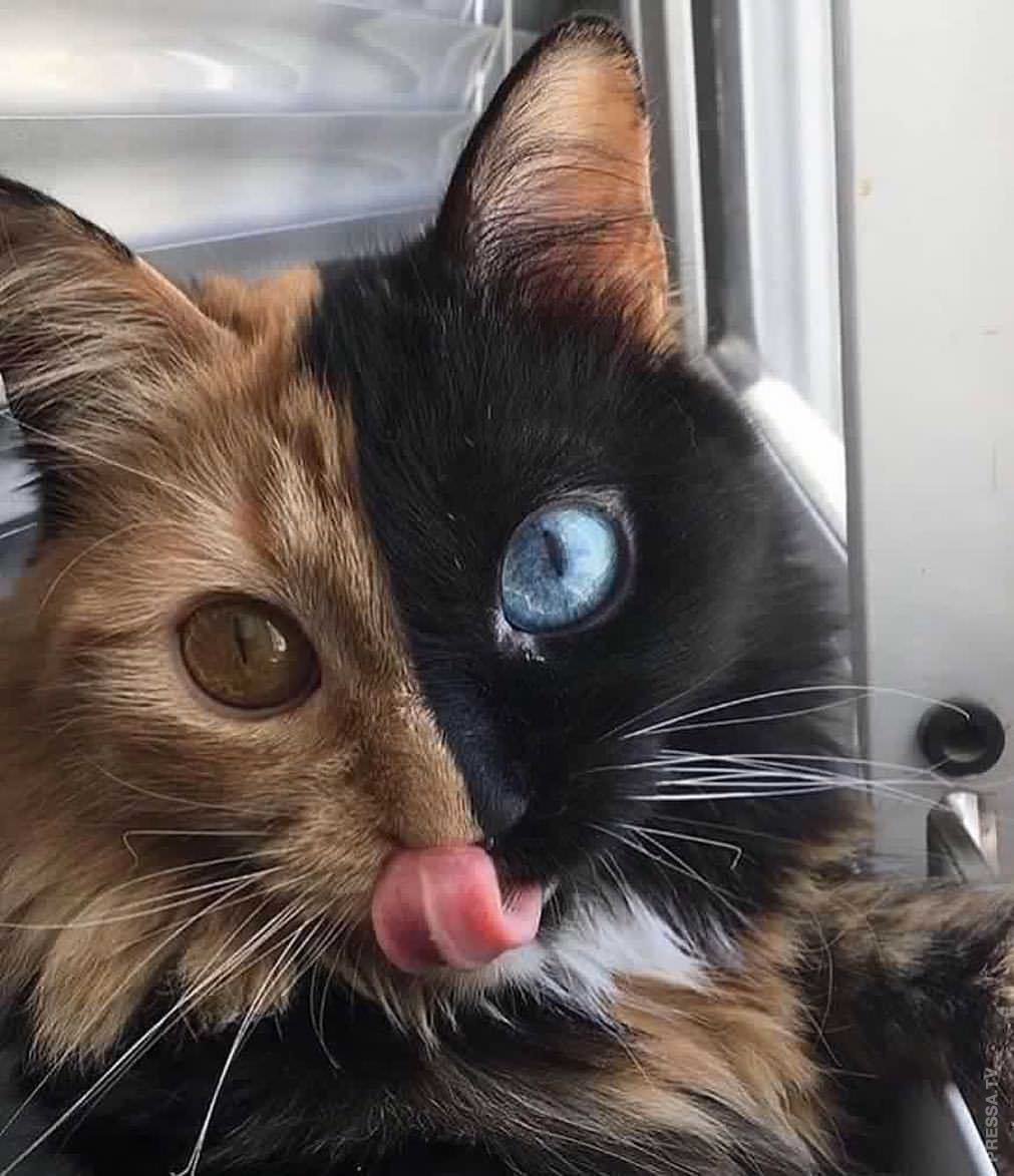 Котенок орет