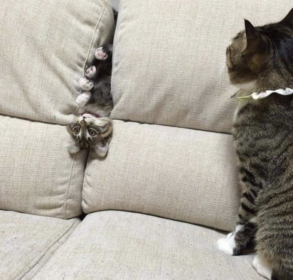 Кошка нашкодничала