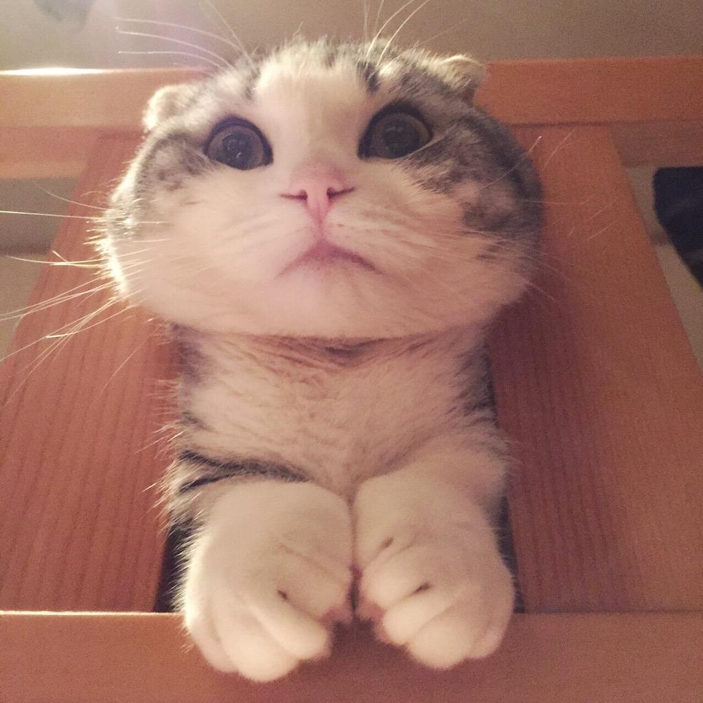 Мокрая кошка