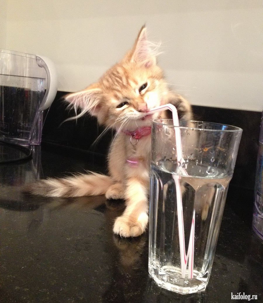 Кот в теплой одежде