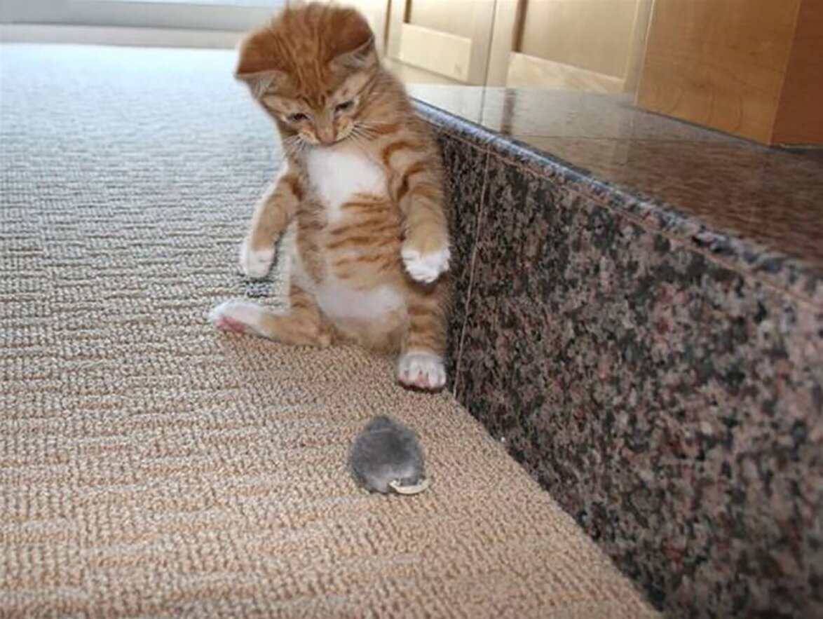 Смешные котики с надписями