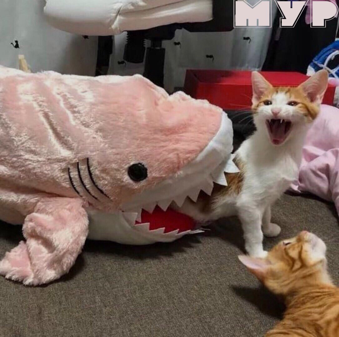 Смешные коты и кошки до сл