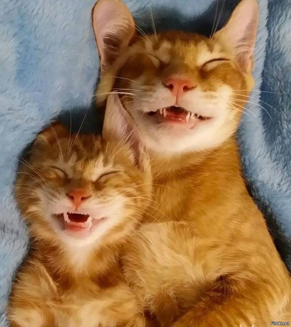 Приколы с кошками до слёз