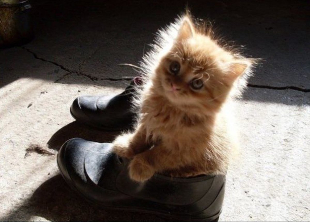 Забавные котята