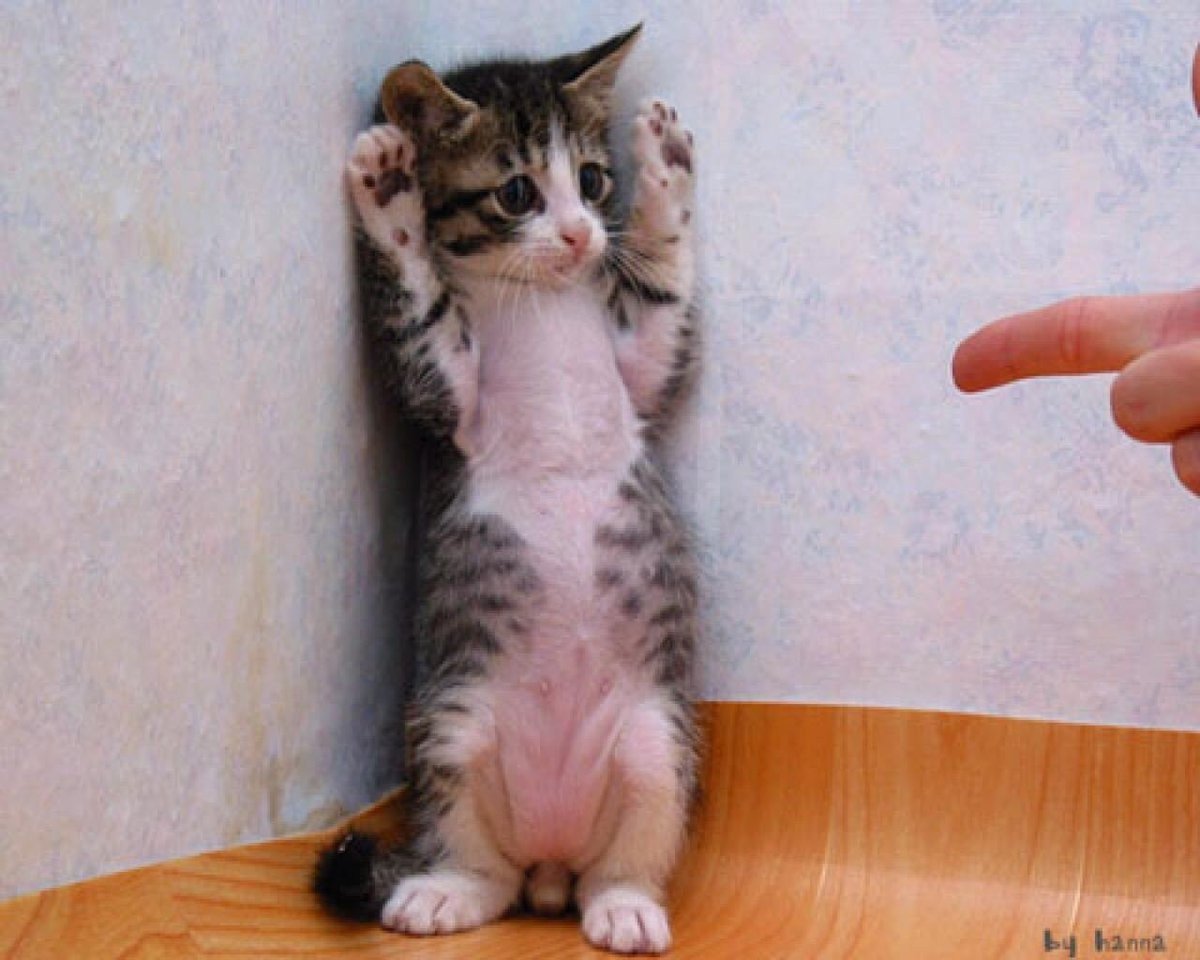 Кот с поднятой лапой