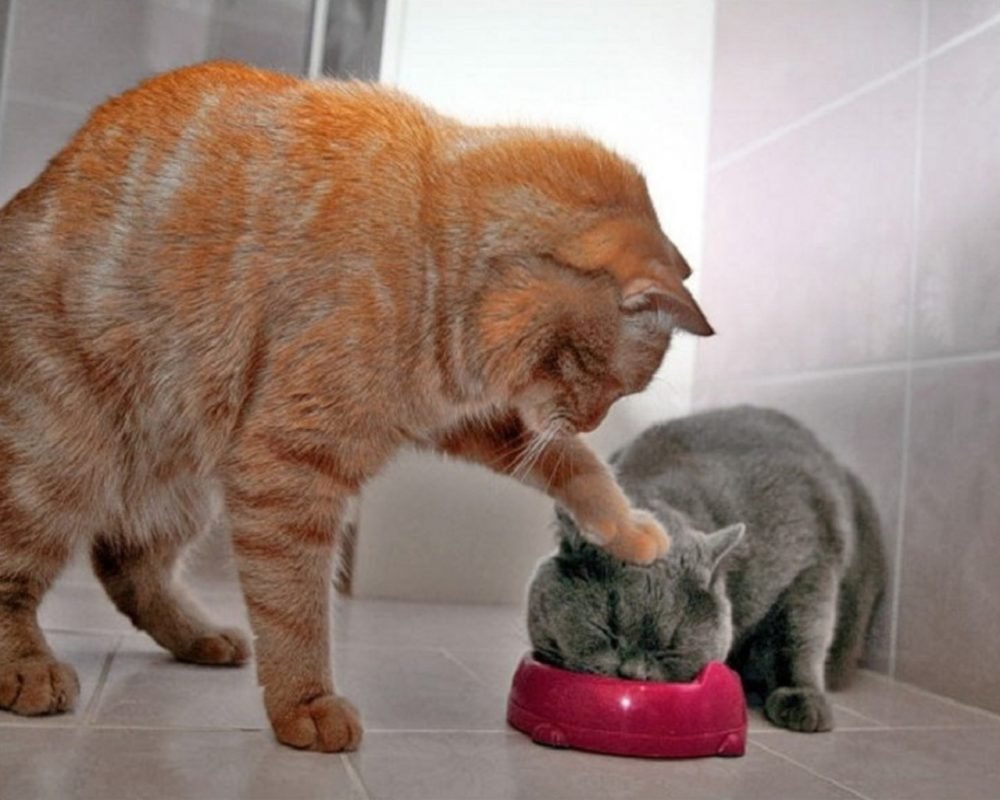 Порода кошек Ешкин кот