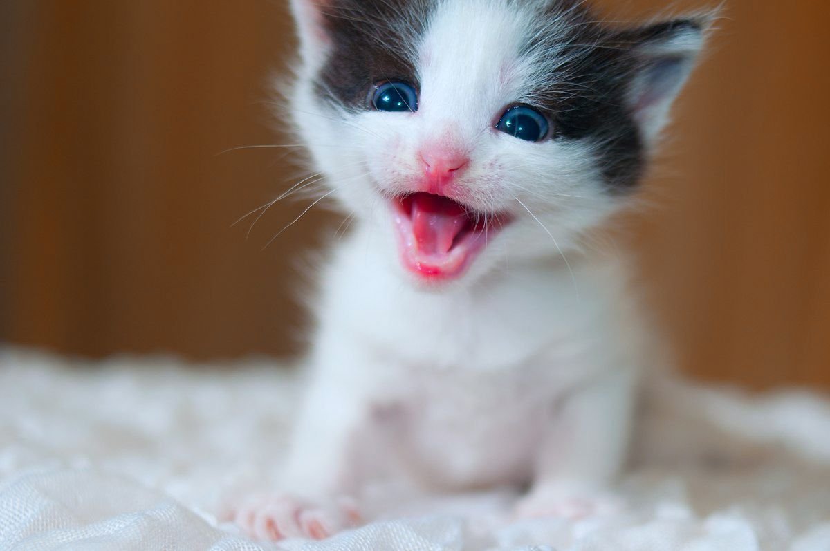 Кошка с человеческой улыбкой