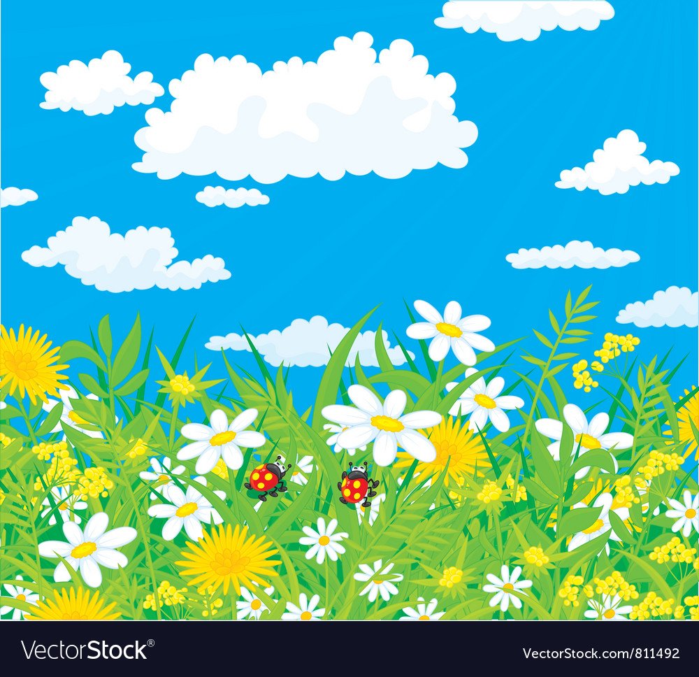 Байдарская Долина ромашки