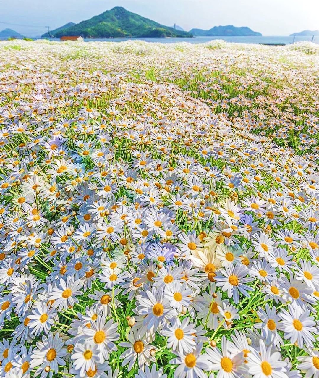 Мойчечак Гули