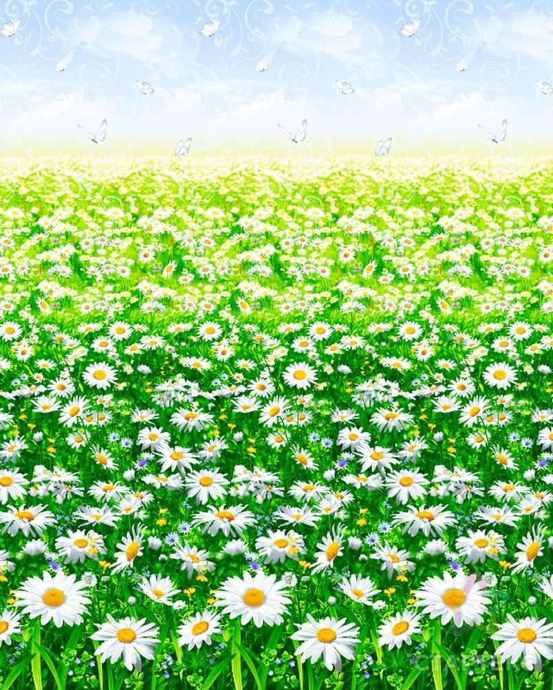 Бязь премиум Ромашковое поле