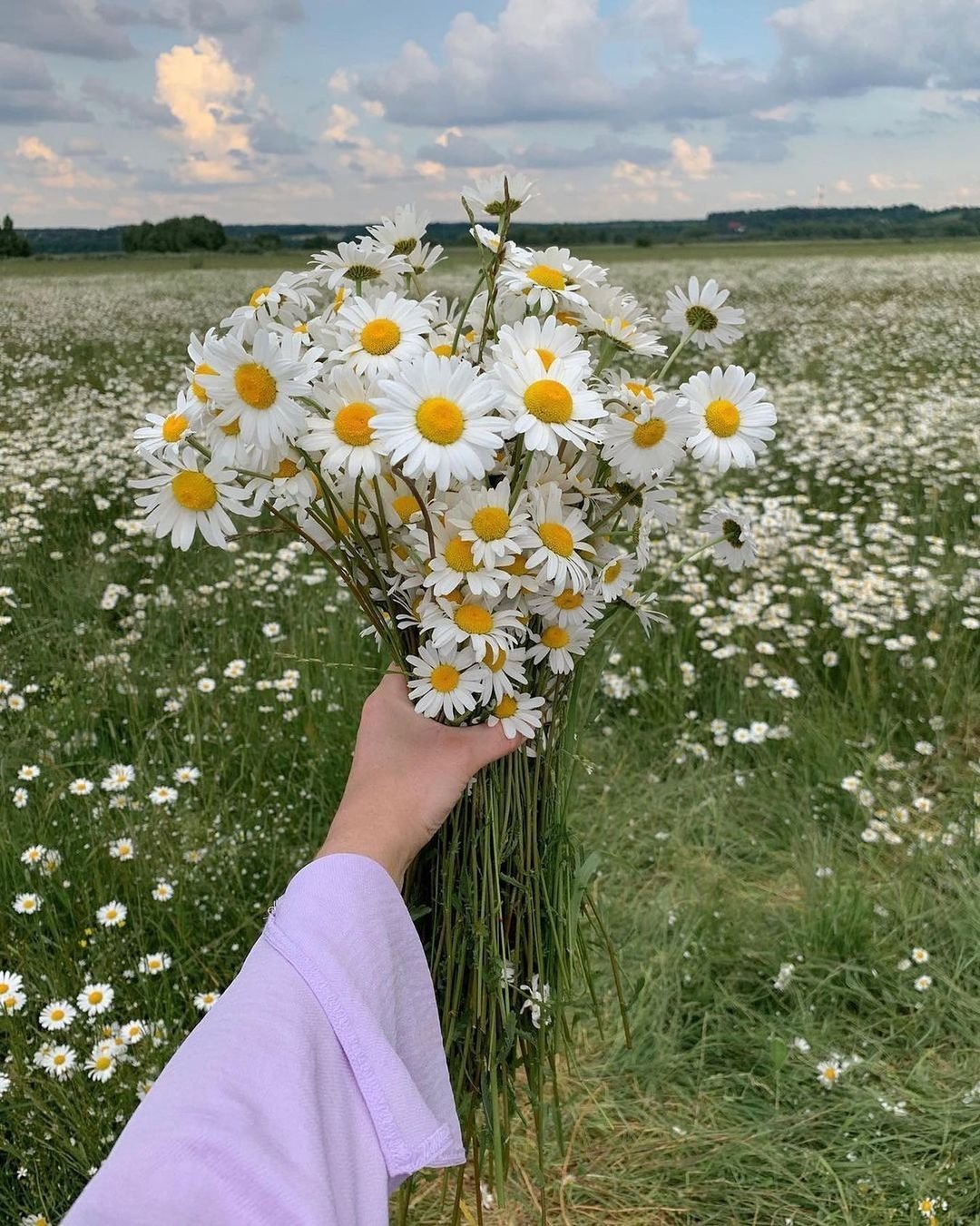 Задний фон поле ромашек арт для гачи лайф