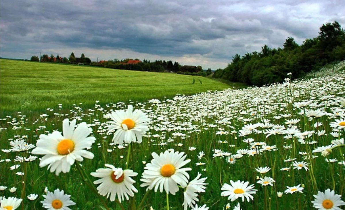 Рассвет летом